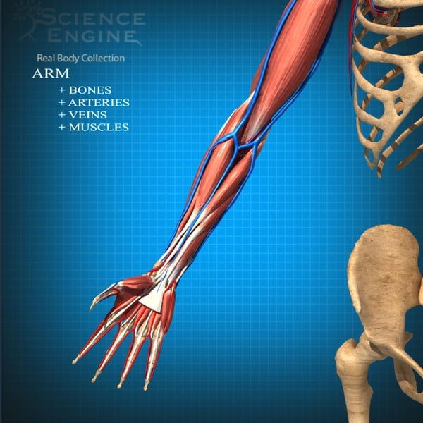 anatomy arteries veins 3d model
